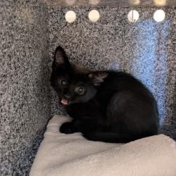 Shelter Stray Male Cat last seen , 361 S Raymond Ave, Pasadena, CA 91105, USA
