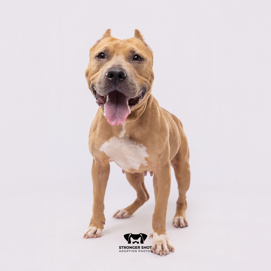 Shelter Stray Female Dog last seen , 3607 N Armenia Ave, Tampa, FL 33607, USA