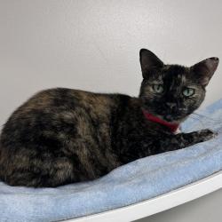 Shelter Stray Female Cat last seen , 3607 N Armenia Ave, Tampa, FL 33607, USA