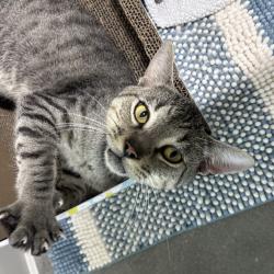 Shelter Stray Male Cat last seen , 3607 N Armenia Ave, Tampa, FL 33607, USA