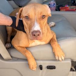 Shelter Stray Female Dog last seen , 425 Kirksey Dr, Morganton, NC 28655, USA
