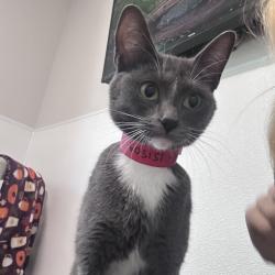 Shelter Stray Female Cat last seen , 3607 N Armenia Ave, Tampa, FL 33607, USA