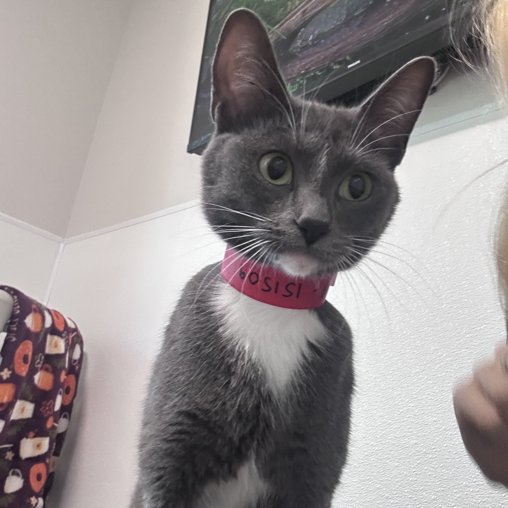 Shelter Stray Female Cat last seen , 3607 N Armenia Ave, Tampa, FL 33607, USA