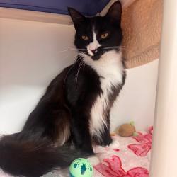 Shelter Stray Male Cat last seen , 3607 N Armenia Ave, Tampa, FL 33607, USA