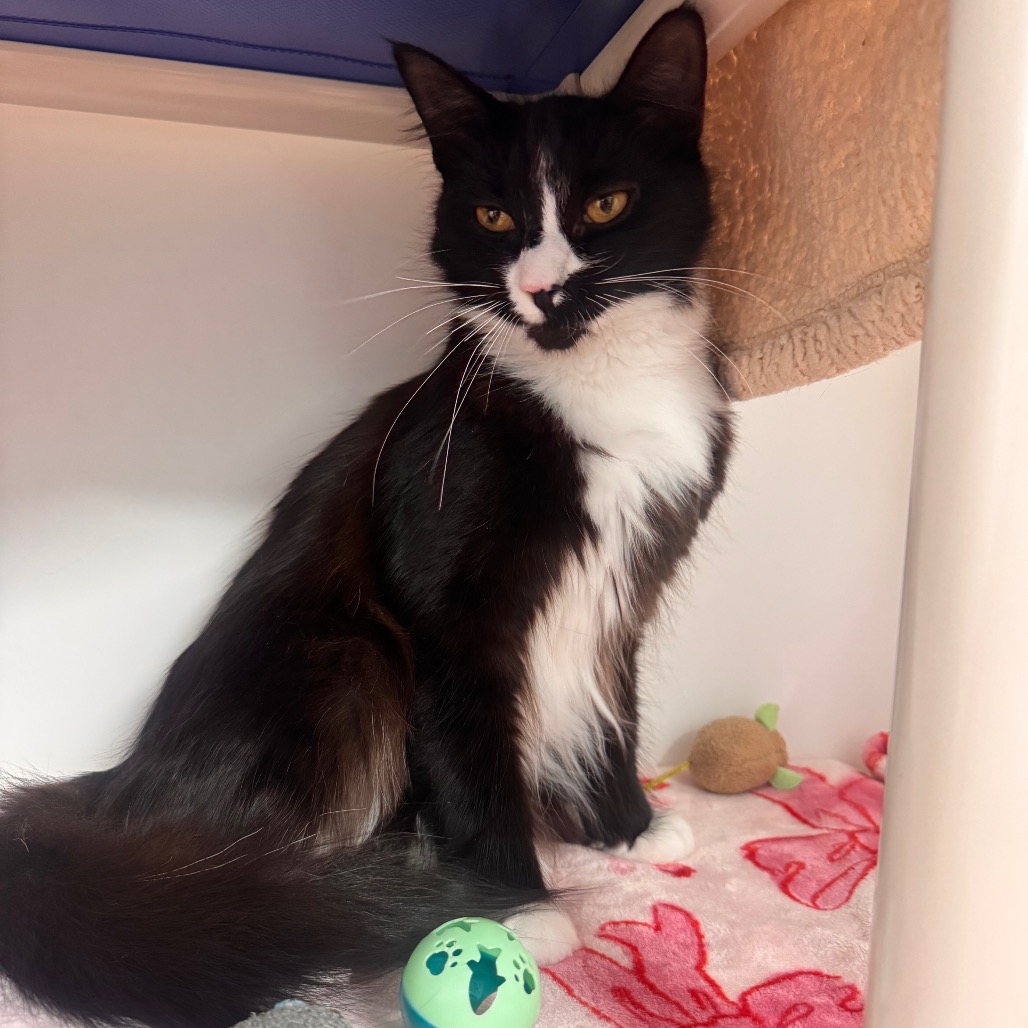 Shelter Stray Male Cat last seen , 3607 N Armenia Ave, Tampa, FL 33607, USA