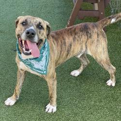 Shelter Stray Male Dog last seen , 244 Georgetown Rd, Jacksonville, NC 28540, USA