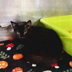 Shelter Stray Female Cat last seen , 244 Georgetown Rd, Jacksonville, NC 28540, USA