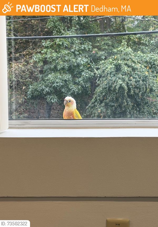 Found/Stray Unknown Bird last seen Office building, Dedham, MA 02026