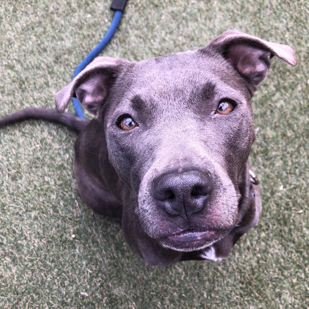 Shelter Stray Female Dog last seen , Animal Care & Control Team of Philly, 111 W Hunting Park Ave, Philadelphia, PA 19140, USA