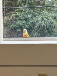 Found/Stray Unknown Bird last seen Office building, Dedham, MA 02026
