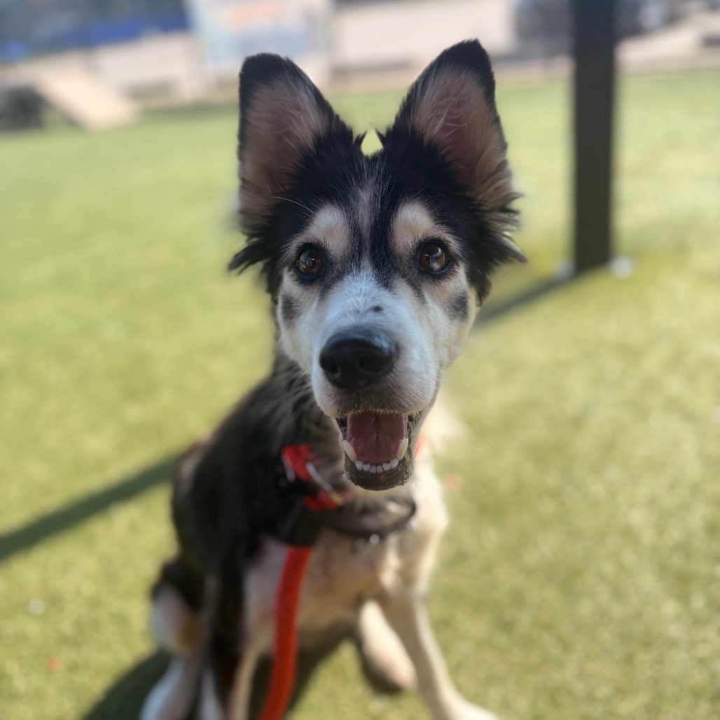 Shelter Stray Female Dog last seen , Animal Care & Control Team of Philly, 111 W Hunting Park Ave, Philadelphia, PA 19140, USA
