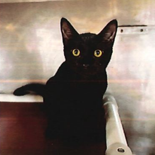 Shelter Stray Female Cat last seen , 244 Georgetown Rd, Jacksonville, NC 28540, USA