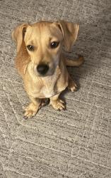 Found/Stray Male Dog last seen Fm1485 at Waukegan Rd, Conroe, TX 77306