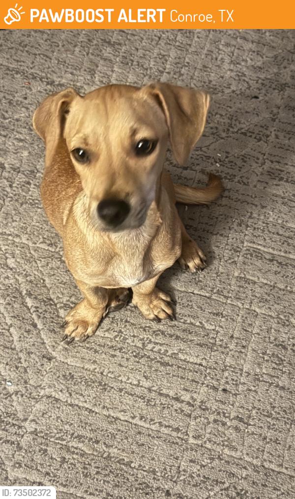 Found/Stray Male Dog last seen Fm1485 at Waukegan Rd, Conroe, TX 77306