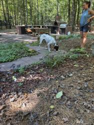 Reunited Male Dog last seen Borland Rd, North Carolina, USA, Orange County, NC 27278