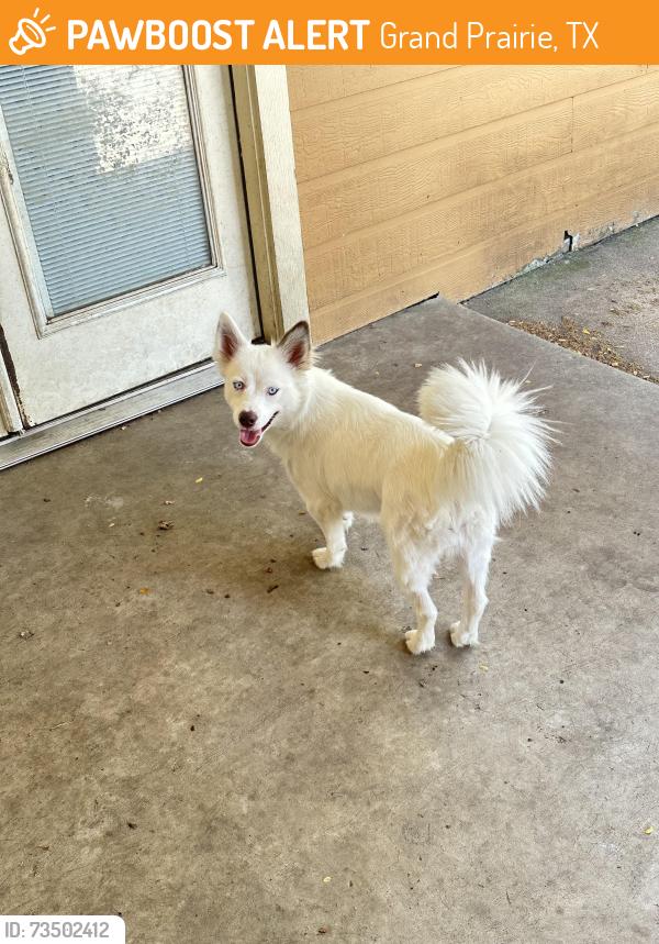 Found/Stray Female Dog last seen Acosta and Belt Line, Grand Prairie, TX 75051