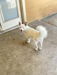 Found/Stray Female Dog last seen Acosta and Belt Line, Grand Prairie, TX 75051