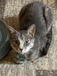 Found/Stray Female Cat last seen Mackubin/Edmund, Saint Paul, MN 55104
