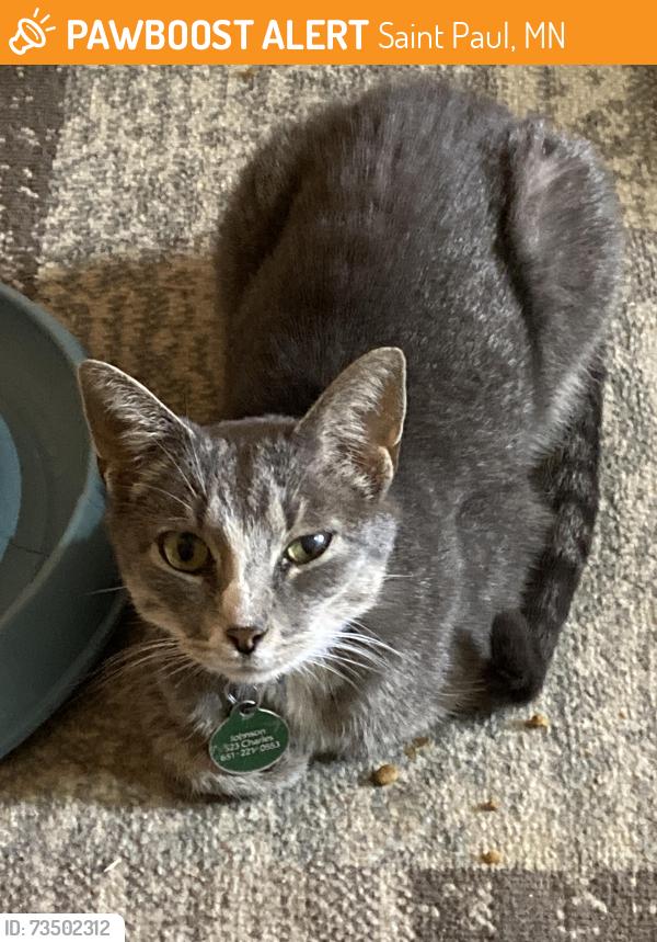 Found/Stray Female Cat last seen Mackubin/Edmund, Saint Paul, MN 55104