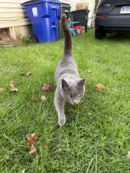 Found/Stray Female Cat last seen Kings Hwy Cutoff, Fairfield, CT 06824