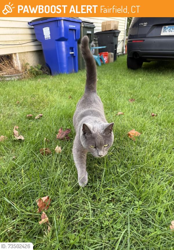 Found/Stray Female Cat last seen Kings Hwy Cutoff, Fairfield, CT 06824