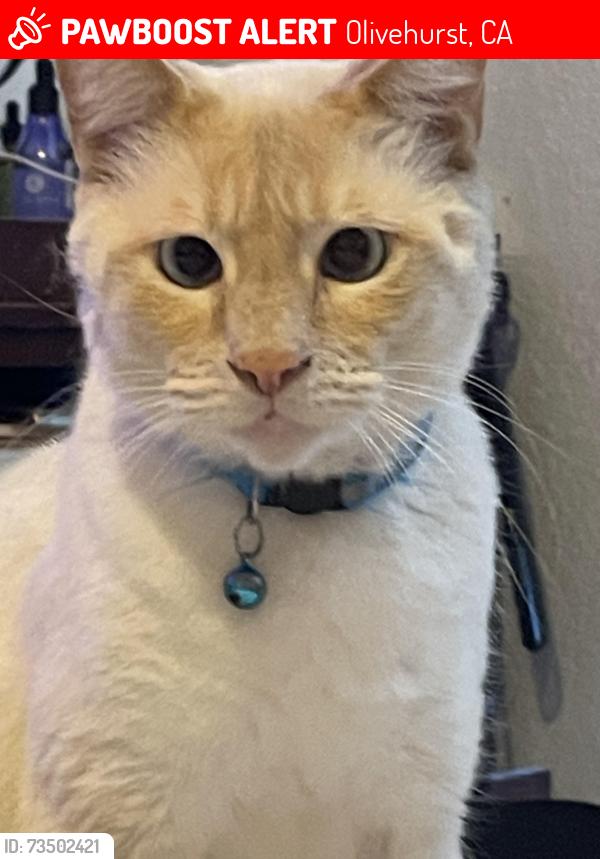 Lost Male Cat last seen Near Maplehurst street, Olivehurst, CA 95961