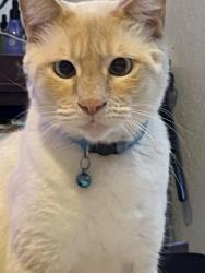 Lost Male Cat last seen Near Maplehurst street, Olivehurst, CA 95961