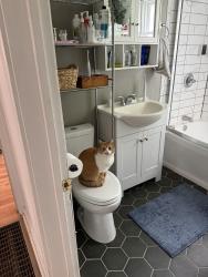 Lost Female Cat last seen Norburn Way, Lansing, MI 48911