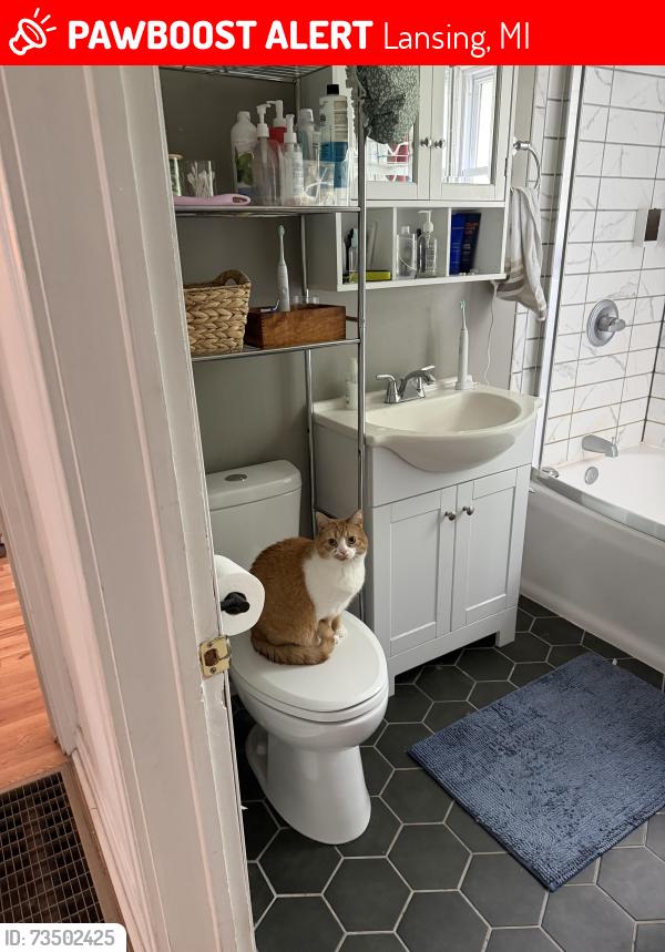 Lost Female Cat last seen Norburn Way, Lansing, MI 48911