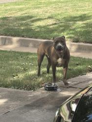 Reunited Female Dog last seen 172nd & Valley crest in The Valley, Edmond, OK 73012