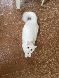 Lost Male Cat last seen rua itapema, Engenho de Dentro, RJ 
