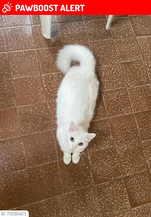 Lost Male Cat last seen rua itapema, Engenho de Dentro, RJ 