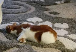 Lost Male Cat last seen Skyline drive, Garden Hill Road, Heritage, Elma, WA 98541