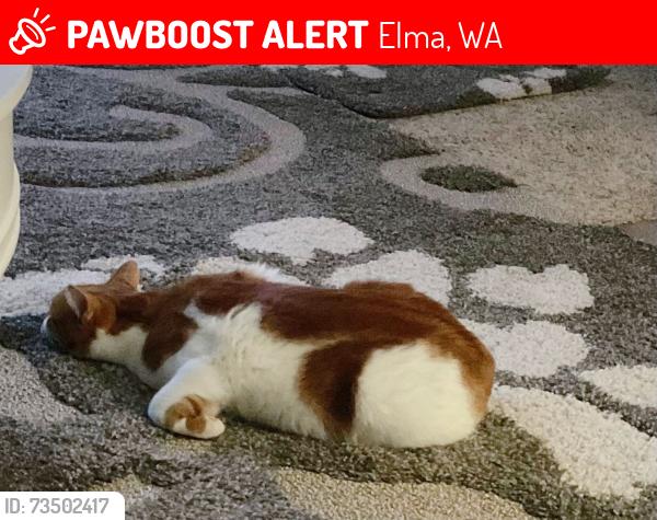 Lost Male Cat last seen Skyline drive, Garden Hill Road, Heritage, Elma, WA 98541
