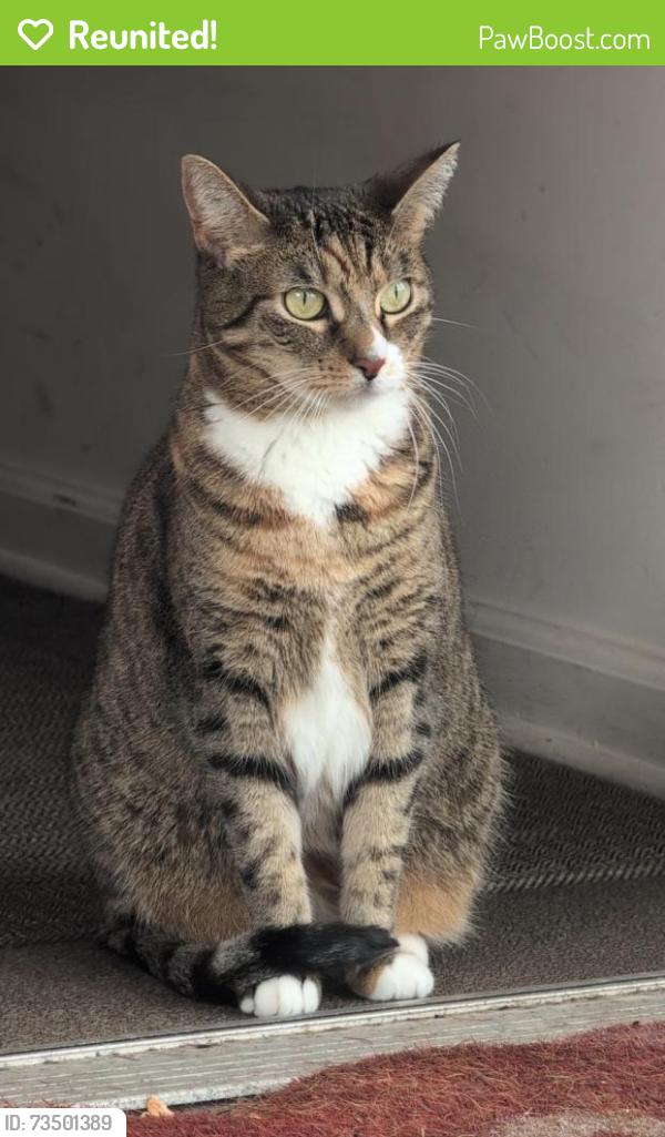 Reunited Female Cat last seen North Automotive of Lake Hopatcong Route 15 south, Jefferson, NJ 07849