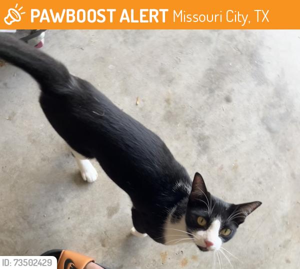 Found/Stray Female Cat last seen Parkview Ln, Missouri City, TX 77459