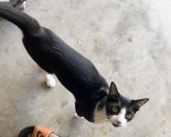 Found/Stray Female Cat last seen Parkview Ln, Missouri City, TX 77459