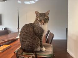 Reunited Male Cat last seen Bush & Webster, San Francisco, CA 94109