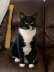 Reunited Female Cat last seen 71st and Drexel, Chicago, IL 60619