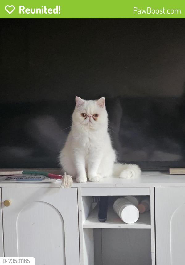 Reunited Female Cat last seen Metro at Michigan cndmniums, 1954 South Conway Rd, 2 blocks south of Curry Ford, Orlando, FL 32812