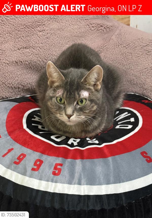Lost Female Cat last seen Queensway & Glenwoods, Georgina, ON L4P 3Z9