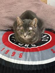 Lost Female Cat last seen Queensway & Glenwoods, Georgina, ON L4P 3Z9