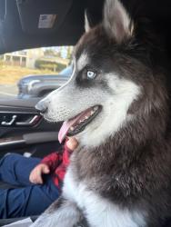 Found/Stray Male Dog last seen Mears dr, Auburn, CA 95603