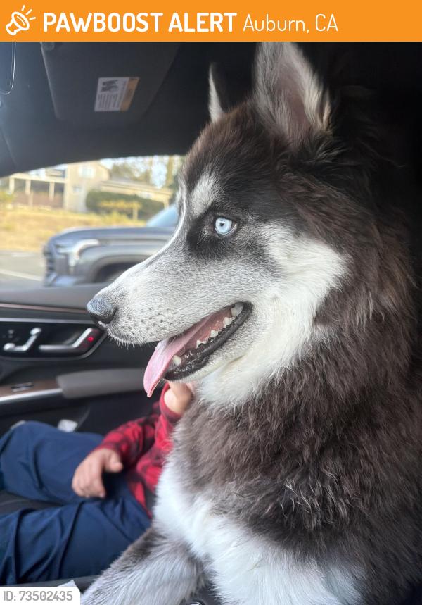 Found/Stray Male Dog last seen Mears dr, Auburn, CA 95603