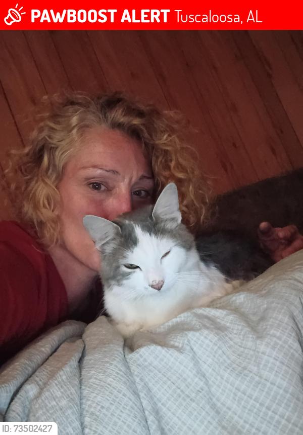 Lost Male Cat last seen Chateau apmts, 34th Ave e and University Blvd e tuscaloosa, Tuscaloosa, AL 35404