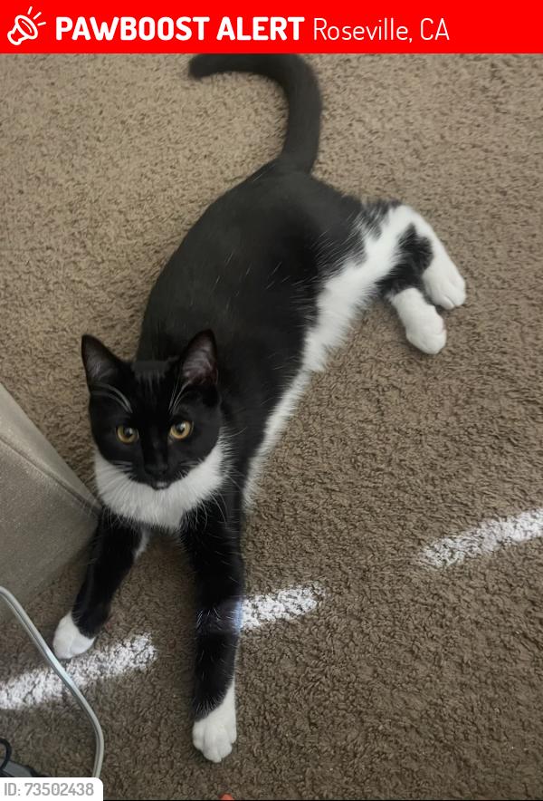 Lost Female Cat last seen Fuhrman way, Roseville, CA 95747