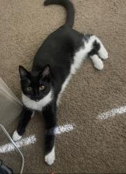 Lost Female Cat last seen Fuhrman way, Roseville, CA 95747