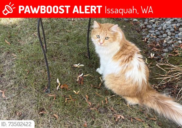 Lost Female Cat last seen NW Talus Drive and Cougar Ridge Road, Issaquah, WA 98027
