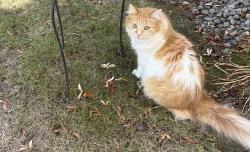 Lost Female Cat last seen NW Talus Drive and Cougar Ridge Road, Issaquah, WA 98027