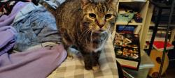 Lost Female Cat last seen Arrowhead drive and Cody in minooka, Minooka, IL 60447